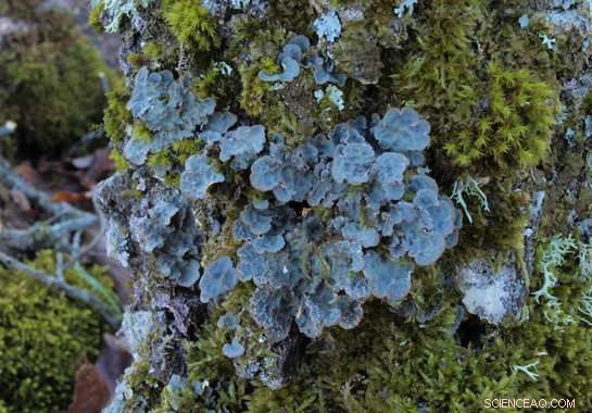 Lobaria scrobiculata: Climate‑Driven Shift in Lichen Reproductive Strategy
