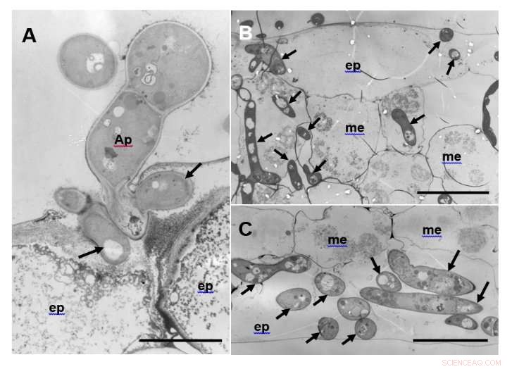 Host Immune Response Triggers Abnormal Hyphae Formation in Plant Pathogenic Fungus