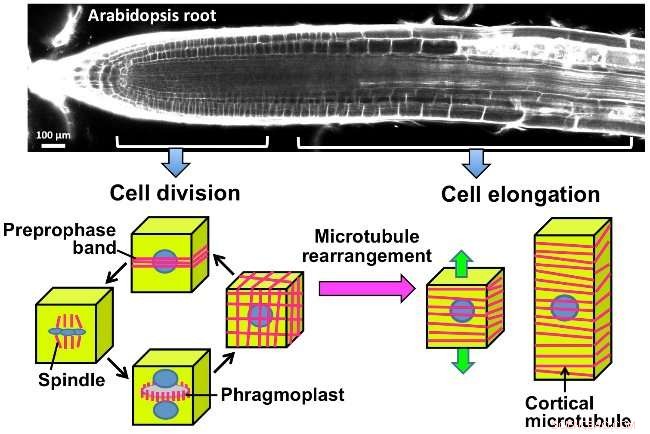 Role of NIMA-Related Kinase 6 in Regulating Straight Growth of Plant Cells