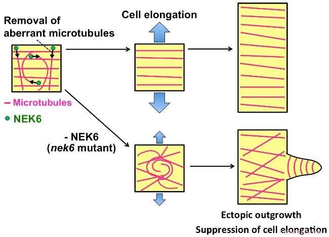 Role of NIMA-Related Kinase 6 in Regulating Straight Growth of Plant Cells