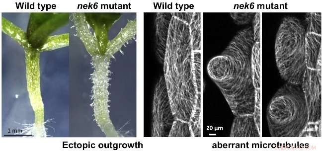 Role of NIMA-Related Kinase 6 in Regulating Straight Growth of Plant Cells