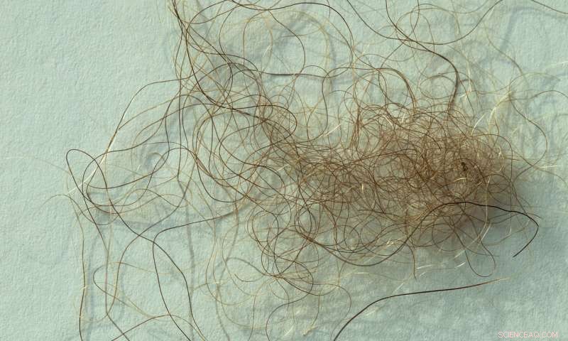 Study Reveals DNA Link Between Supposed Yetis and Asian Bears