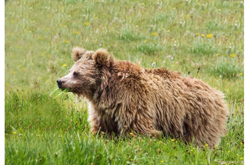 Study Reveals DNA Link Between Supposed Yetis and Asian Bears