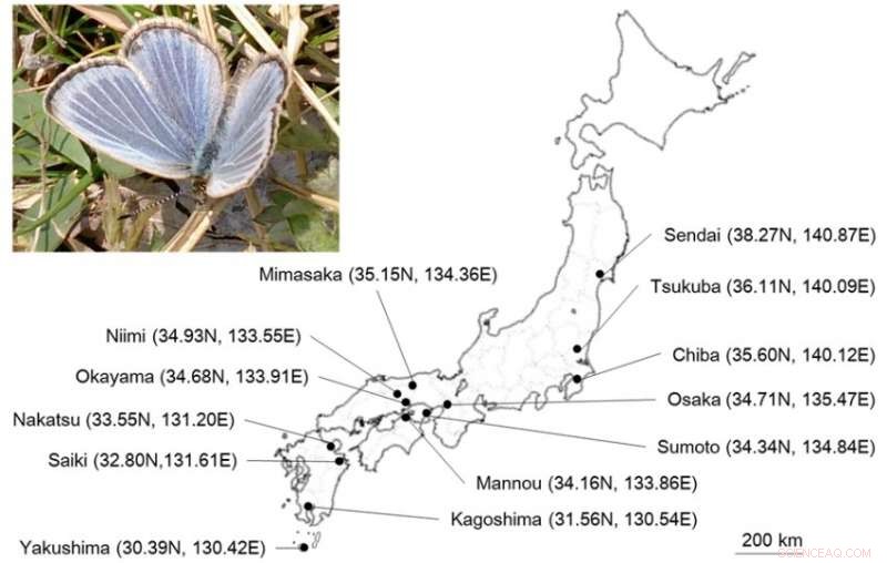 Seasonal Dynamics of Wolbachia Bacterial Load in Butterflies