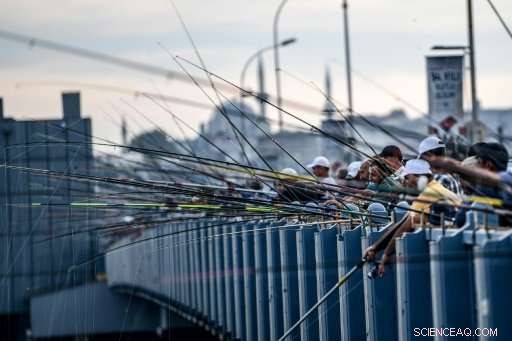 Istanbul Anglers Preserve Tradition Amidst Alarming Fish Stock Declines