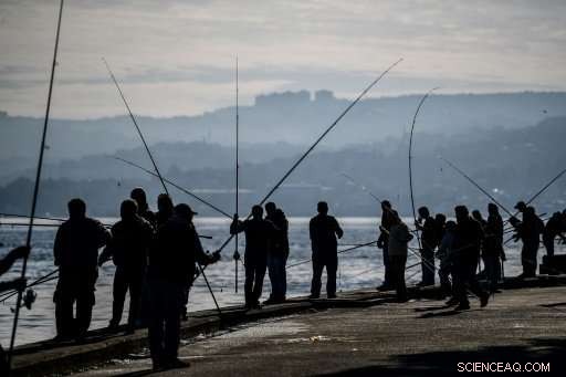 Istanbul Anglers Preserve Tradition Amidst Alarming Fish Stock Declines