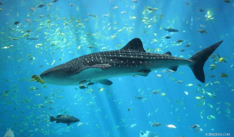22-Year Global Citizen Science Study Illuminates Endangered Whale Sharks