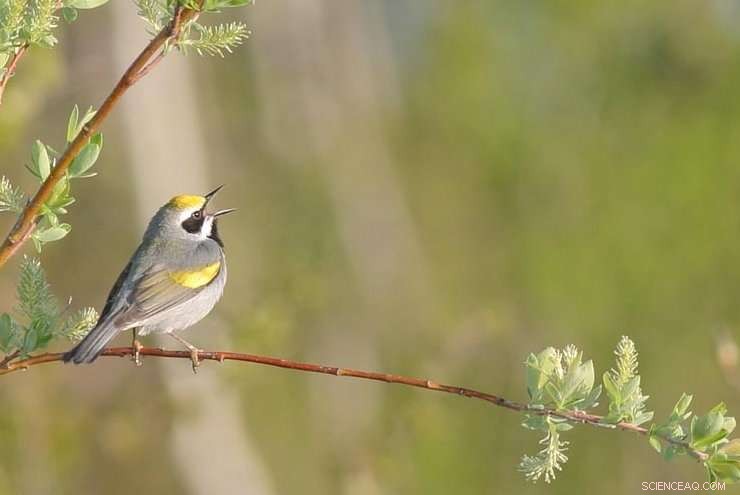 Manitoba s Golden-Winged Warblers: Genetic Dilution Amid Conservation Challenges