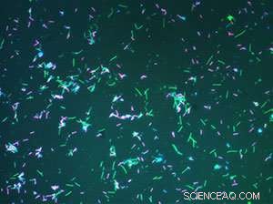 Ancient Single‑Cell Bacteria Discovered in Hot Spring: Earth s First Life Revealed