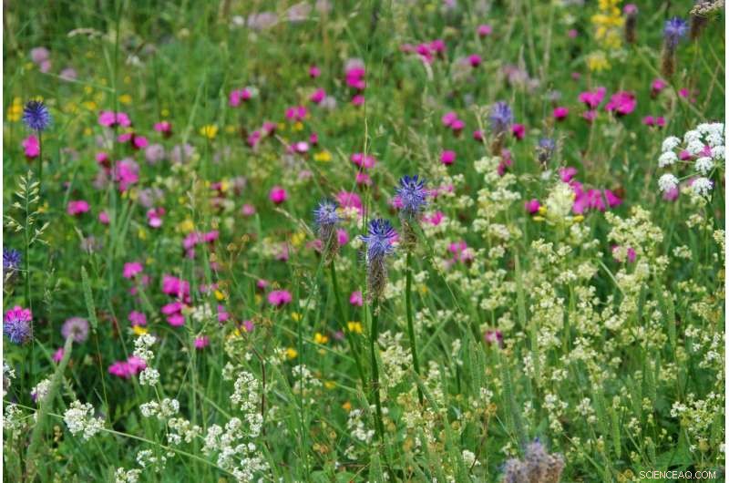 Higher Plant Species Richness Alone May Not Shield Ecosystems from Extreme Climate Impacts