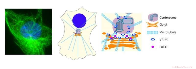 Researchers Uncover Key Mechanisms Governing Cellular Scaffold Architecture