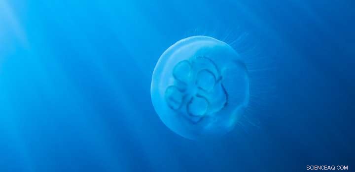 Jellyfish: New Study Reveals Their Role as a Food Source for Key Marine Species