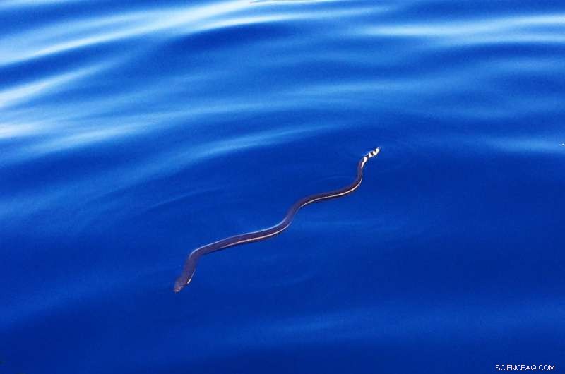 Why Sea Snakes Are Absent from the Atlantic Ocean
