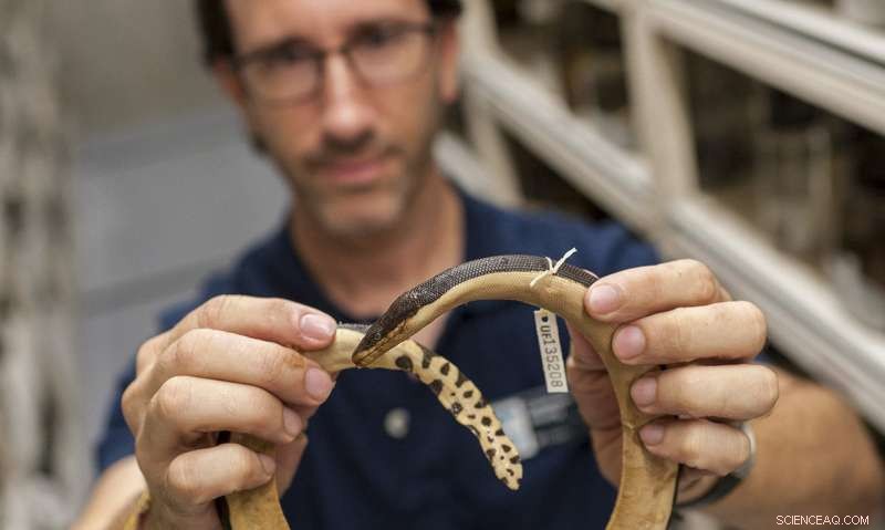 Why Sea Snakes Are Absent from the Atlantic Ocean