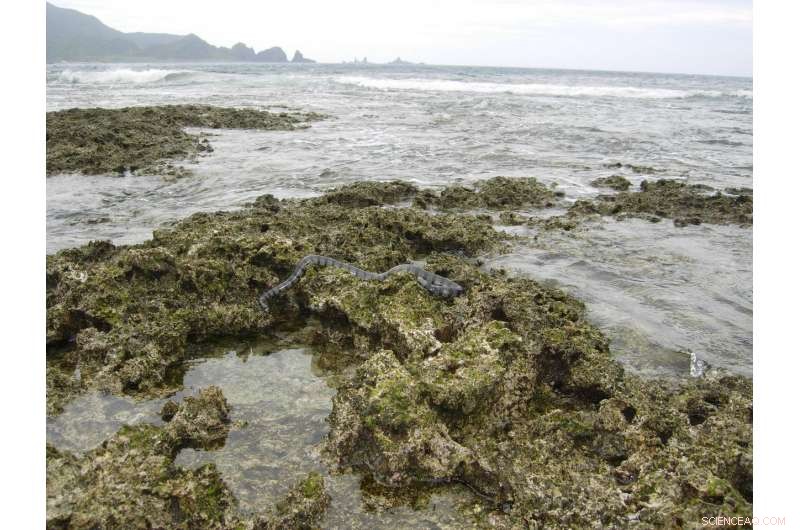 Why Sea Snakes Are Absent from the Atlantic Ocean