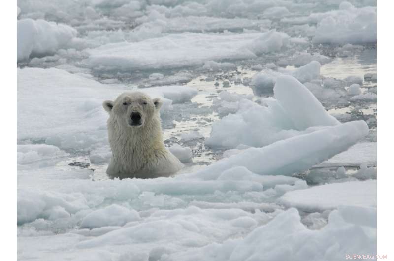 New Study Shows Polar Bear Blogs Expose Gap Between Climate Facts and Public Opinion