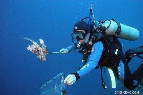New Decision-Making Framework Helps Manage Invasive Lionfish Threat