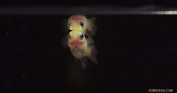 Medaka Fish Leverage Facial Features to Distinguish Individuals