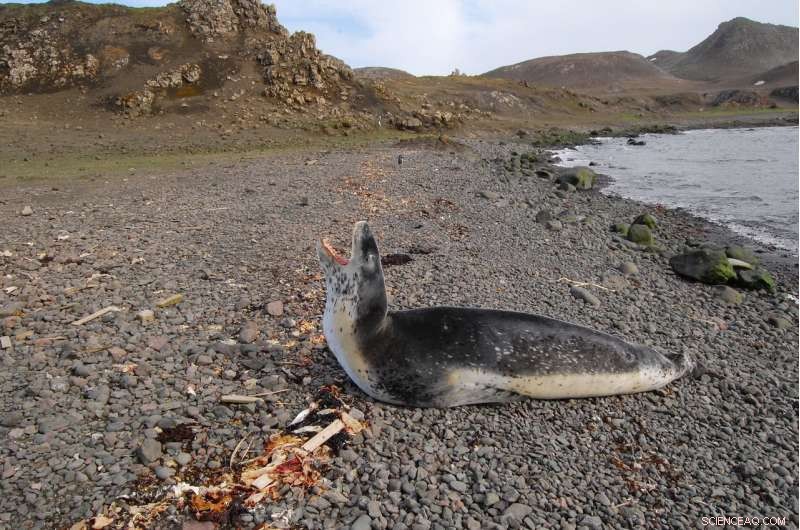 Drone Photography Revolutionizes Rapid, Cost‑Effective Monitoring of Antarctic Species
