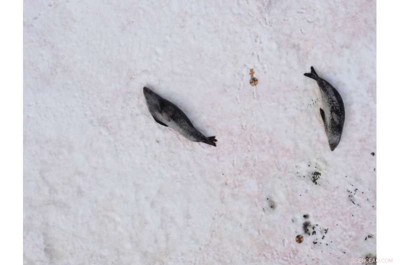 Drone Photography Revolutionizes Rapid, Cost‑Effective Monitoring of Antarctic Species