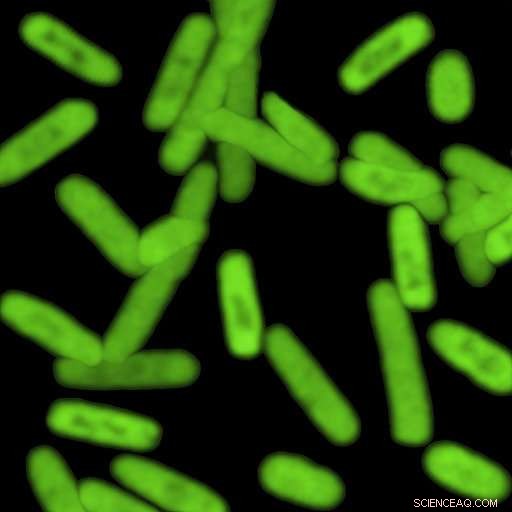 Expanded DNA Alphabet Enables Cells to Produce Novel Proteins