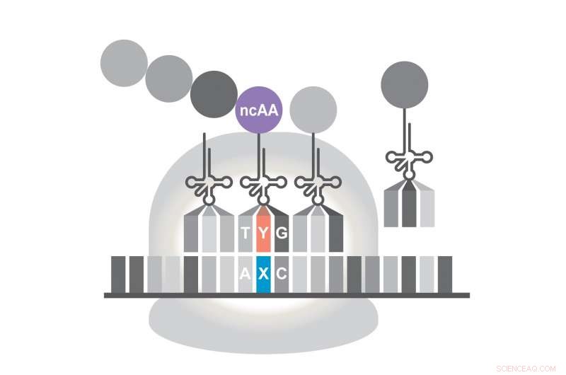 Expanded DNA Alphabet Enables Cells to Produce Novel Proteins