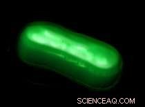 Expanded DNA Alphabet Enables Cells to Produce Novel Proteins