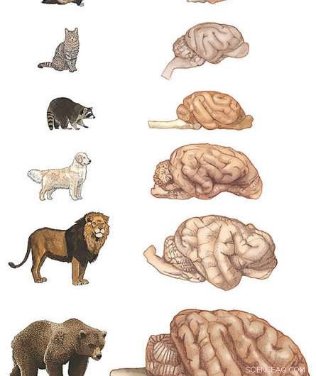 Scientists Reveal Dogs Have More Neurons Than Cats