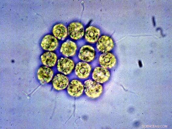 Algae Study Validates Theory on the Evolution of Sexes
