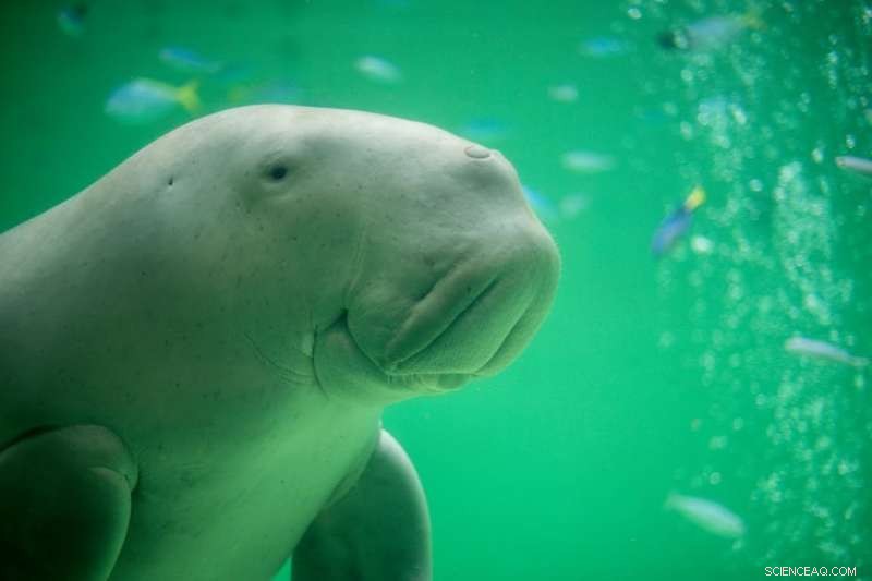 Leveraging Local Ecological Knowledge to Protect Endangered and Rare Species