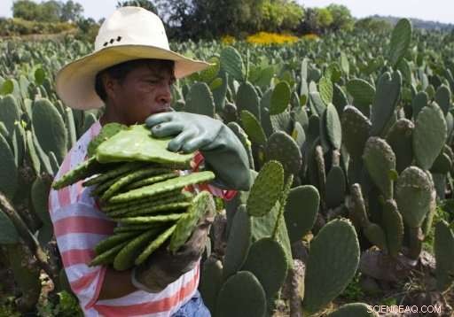 UN Promotes Prickly Pear Cactus as a Sustainable Food Security Solution