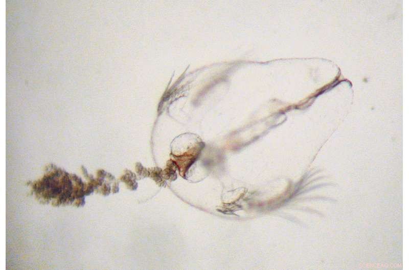 How Environment Shapes Wound Healing and Regeneration: Insights from Nature