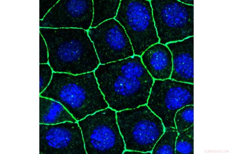 Cellular Proliferation: When to Expand or Pause
