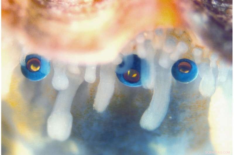 New Study Reveals Scallops Possess 200 Eyes Acting Like Telescopes