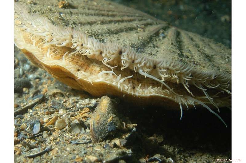 New Study Reveals Scallops Possess 200 Eyes Acting Like Telescopes