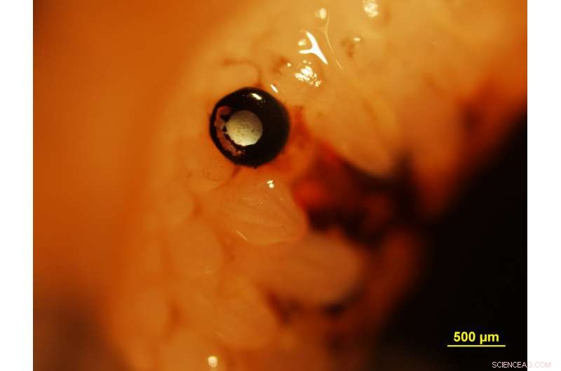 New Study Reveals Scallops Possess 200 Eyes Acting Like Telescopes