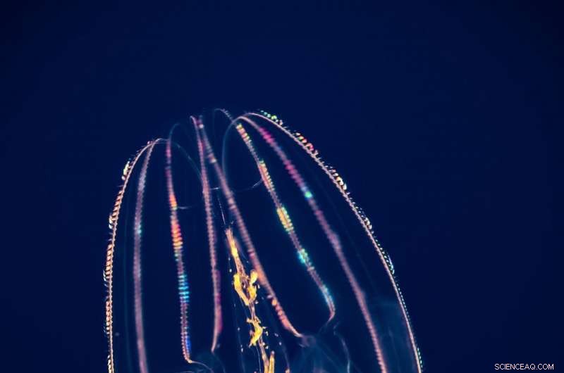 University of Bristol Study Resolves Long-Standing Debate on Animal Evolution