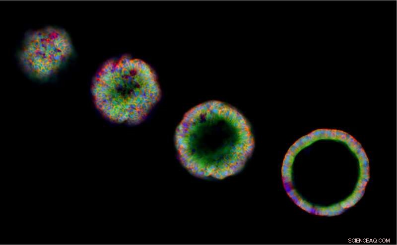 Interrupted Reprogramming Yields Progenitor-Like Cells from Adult Tissue: A Controlled, Safer, and Cost-Effective Approach