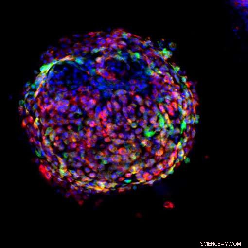 Interrupted Reprogramming Yields Progenitor-Like Cells from Adult Tissue: A Controlled, Safer, and Cost-Effective Approach