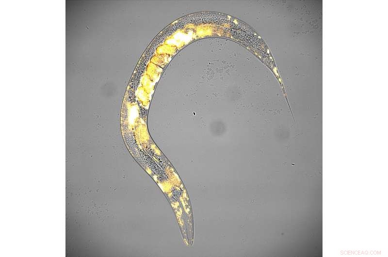Maternal Age Influences Genetic Similarity in Twins