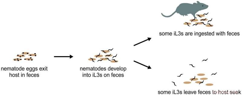 Parasitic Worms Proactively Seek Hosts, Shifting Our Understanding of Infection Dynamics