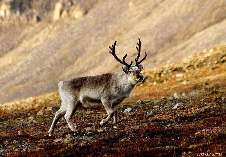 Climate Change s Impact on Arctic Caribou and Reindeer: What We Know