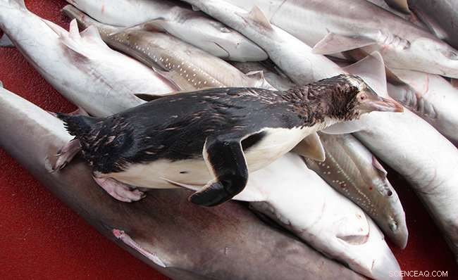 Global Study Highlights Significant Net-Set Risk to New Zealand s Rare and Treasured Penguins