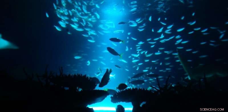 Unveiling the Unknown: How Many New Species Remain Hidden in the Ocean