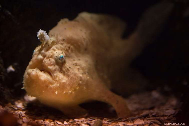 Unveiling the Unknown: How Many New Species Remain Hidden in the Ocean