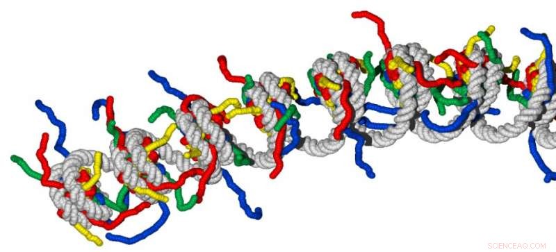 Leiden Biophysicists Decipher Precise Folding of a Single Gene