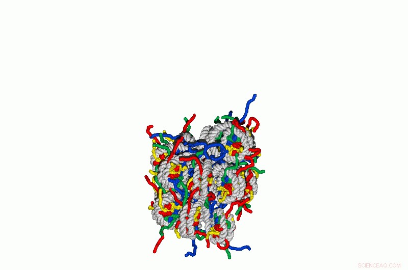Leiden Biophysicists Decipher Precise Folding of a Single Gene