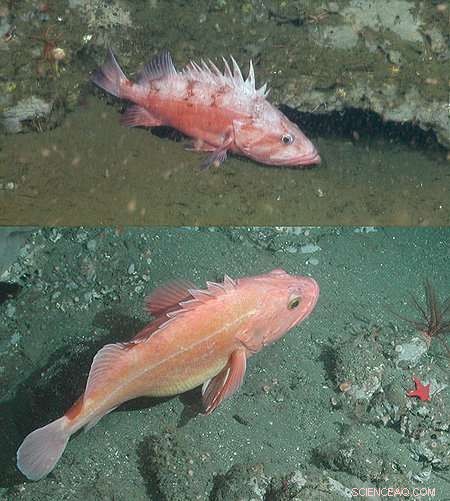 Counting West Coast Rockfish with MBARI’s Dual‑Camera Observation System