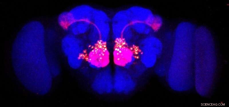 How Fruit Fly Research Illuminates Human Brain Function