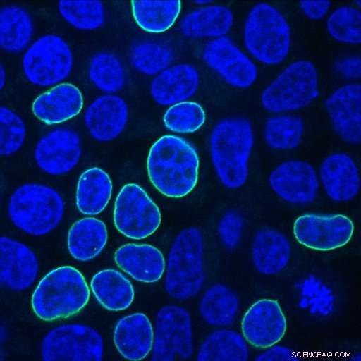 Scientists Unveil Efficiency Rules to Optimize CRISPR Gene Editing